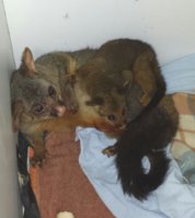 Mother and Baby possum August 9 2013.jpg