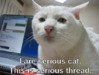 funny_cat_pictures_pc_6.jpg
