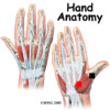 hand_anatomy_intro01.jpg